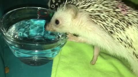 Cute little hedgehog drinking in SLO-MO!