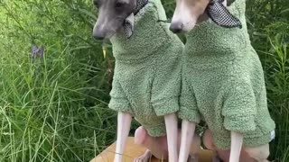 Meet Italian greyhounds Ghost and Wren with some serious style.