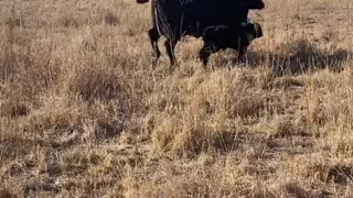 Angus heifer calf