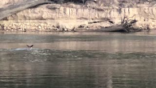 Big Buck Kangaroo Goes for Early Morning Swim