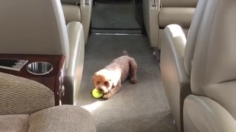 Poodle Puppy Has Fun While Travelling On Private Jet