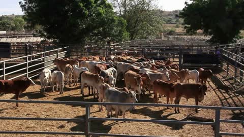 Brahman Beef Cattle Cows Sale Yard Pens