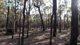 Bibbulmun Track part 13 Gringer Creek to White Horse Hills