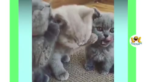 Cute kittens meowing compilation | Funny kitten video | Kitten meowing #10