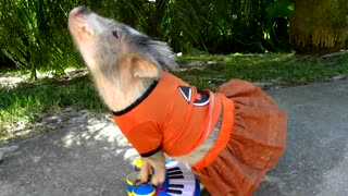 Mini Pig In Halloween Costume Plays The Piano