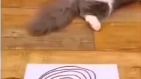 Cat get dizzy haha