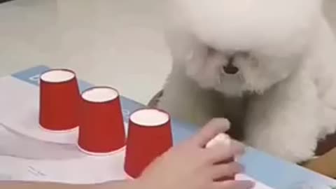 dog showing his intelligence