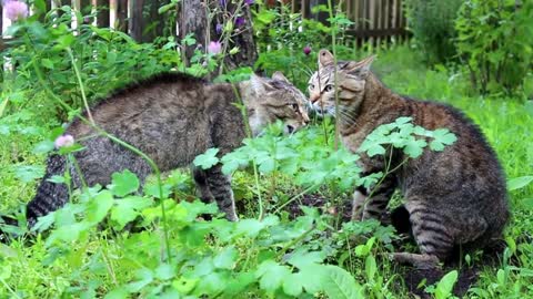 War Between Cats 🐈 / Very Funny Cats / Cats Video