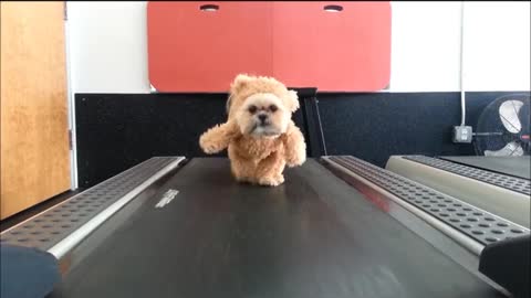 Tiny dog loves the treadmil. Cuteness overload