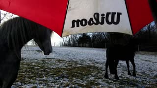 Silly horse tries to eat owner's umbrella