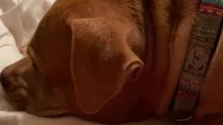 Pitt Bull crawls under covers