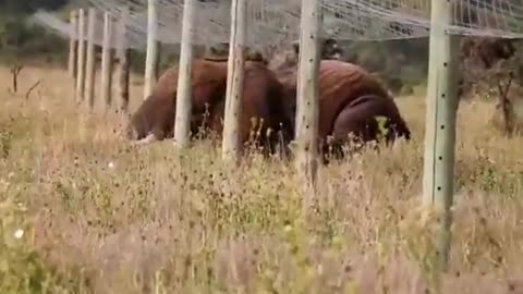 You won't believe how smart is this elephant. It gets through the electric fence like a solder