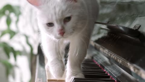 Cute Kittens Musicians playing piano