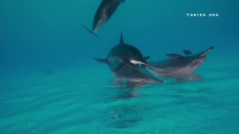 Listen to the magnificent dolphin song!
