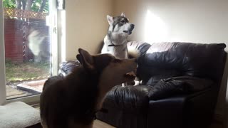 Starting a husky howl!(warning, loud!)