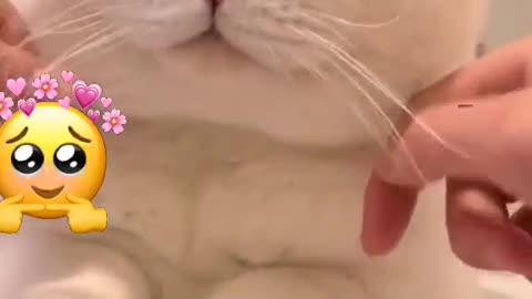 Playing with a cat's face