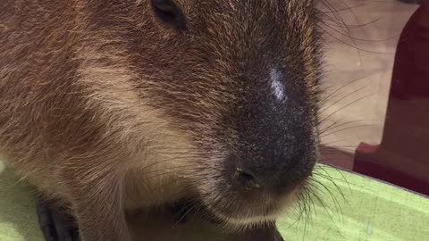 A sweet Capybara!