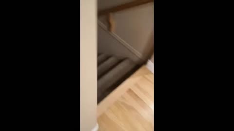 My cat creeps slowly up the stairs every time i look back!