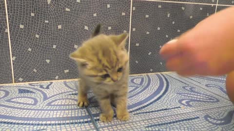 Kitten does not want to bath and meows loudly !!!!!!!