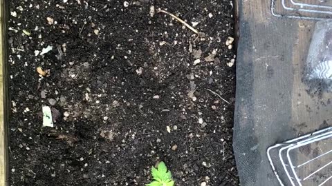 Cannabis Garden 2024: Sprouts