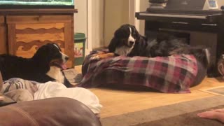 Bernese Mountain Dog Fun