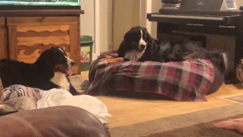 Bernese Mountain Dog Fun