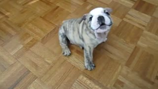 Chubby Bulldog Puppy Argues With Owner Emitting Strange Barks