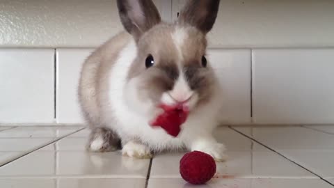 Bunny Eating Raspberries!