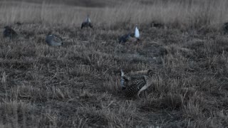 Sharp Tailed Grouse - 02