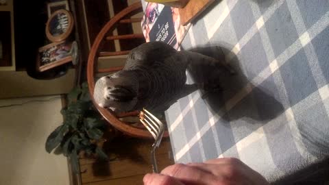 African Grey Eating Off My Fork