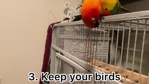 How to prepare your bird or small pet for a storm