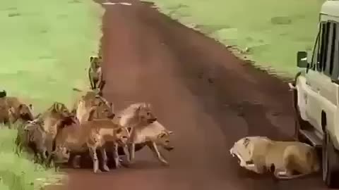 Coyotes and Leo fight