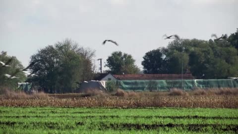 Warm weather keeps migratory cranes in Hungary