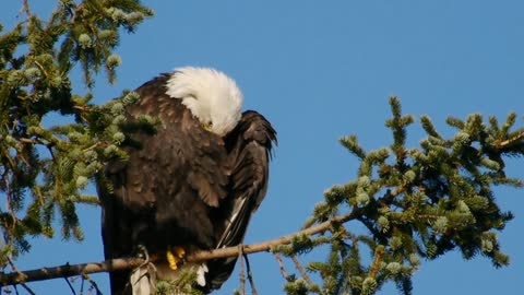 Spotted On Tree Bald Eagle Cleaning Feathers