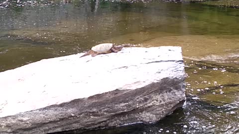 Big Snapping Turtle Layjng In The Sun