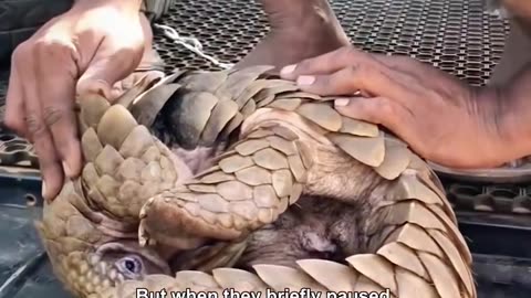 A pangolin was wrapped by wire, villagers try to cut it out..
