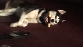 Husky sleeps with bone in weirdest possible way