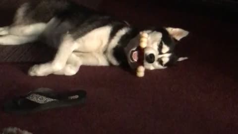 Husky sleeps with bone in weirdest possible way