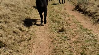 Curious baby cows