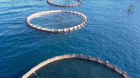 aerial view of the cages of an aquaculture in the mediterranean sea