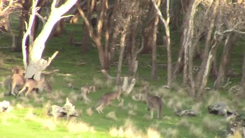 Boxing kangaroos settle a dispute