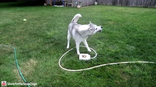 Inteligente perro aprende a jugar con fuente de agua