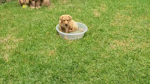 Labrador playing with water bucket