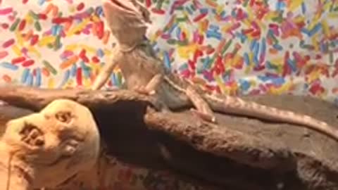 Baby Bearded Dragon Not to Fond of my Husbands Singing