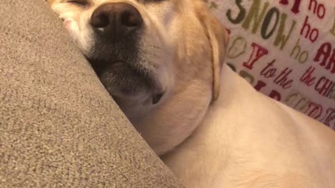 Buddy snoring