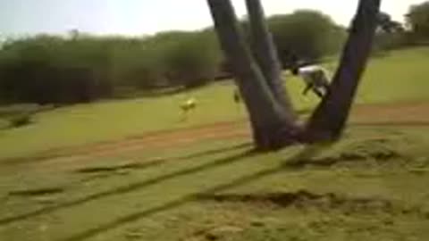 hunting rabbets by dogs amazing