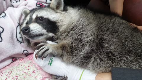 Raccoon plays pranks on his father's feet, biting him slightly.