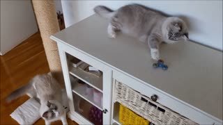 Gatos conocen un fidget spinner, tienen impresionante reacción