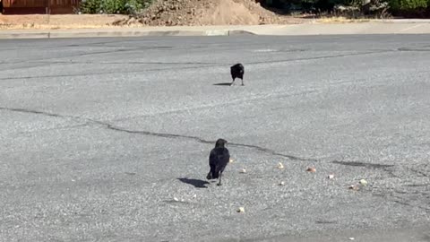 California Crows at Moms place