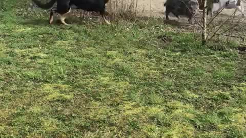 doggos playing with the piggys